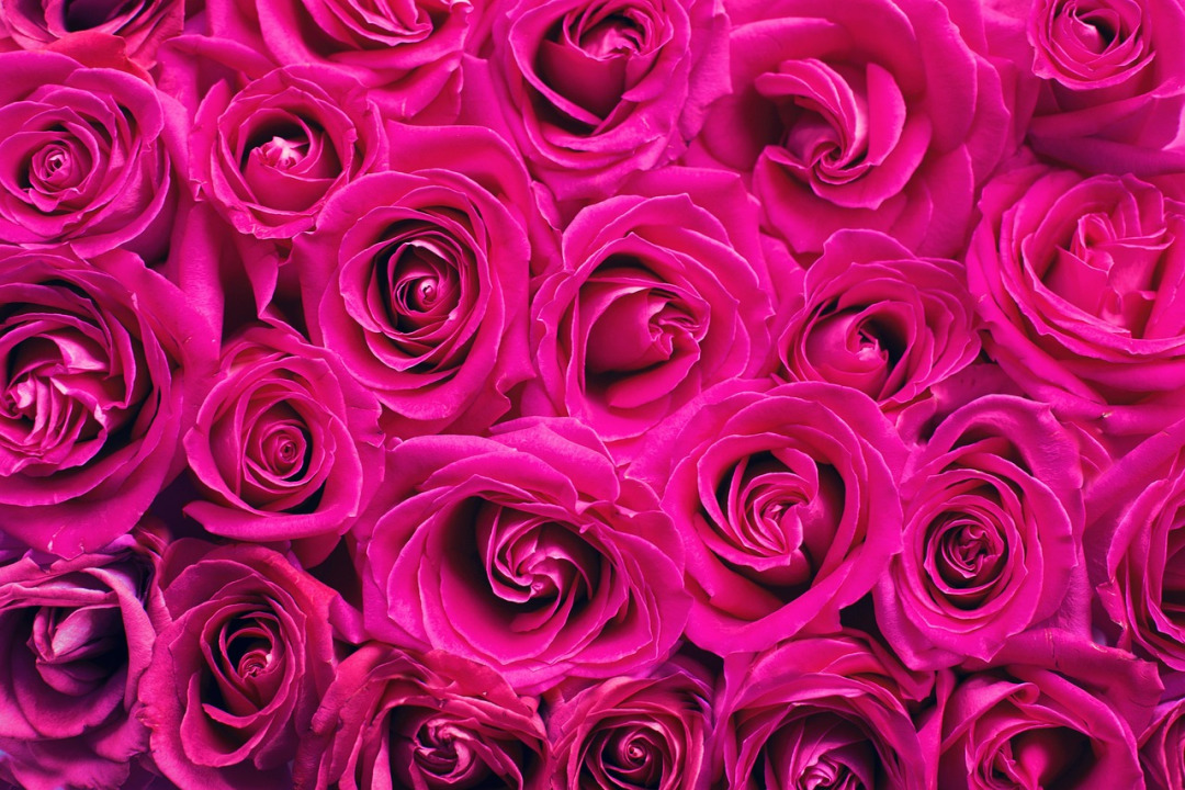 flower bouquet roses pink