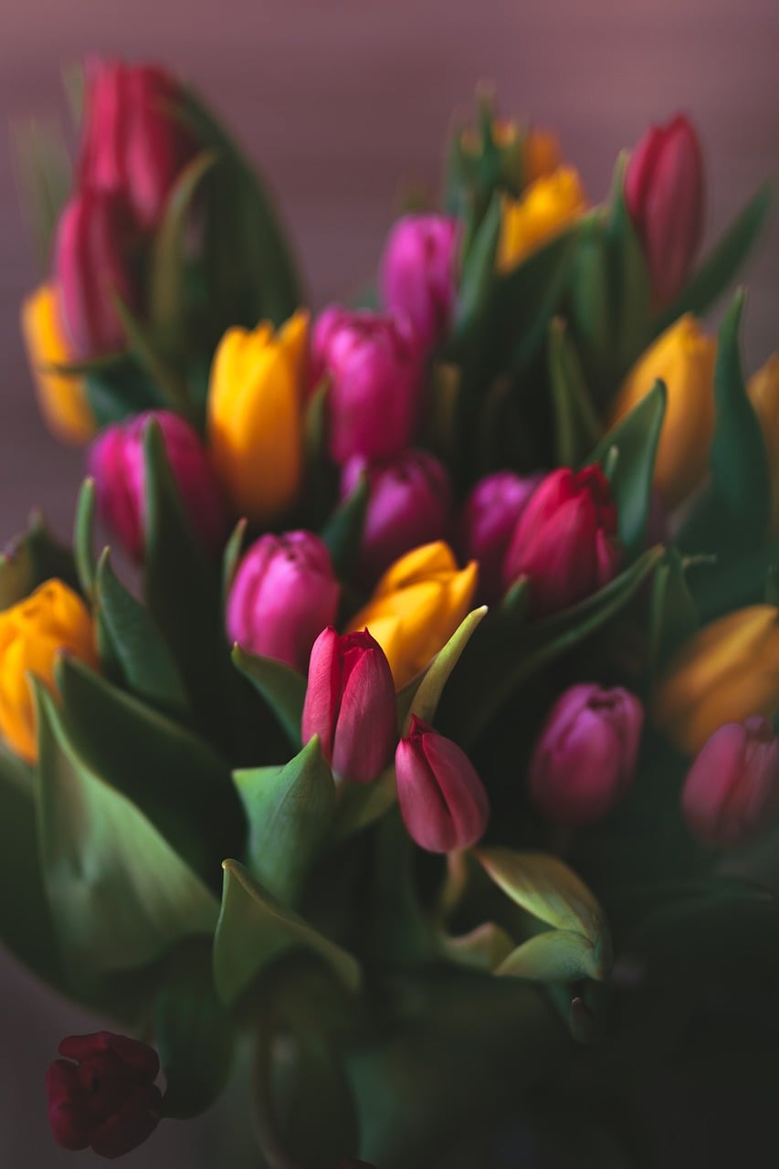 tulip bouquet spring