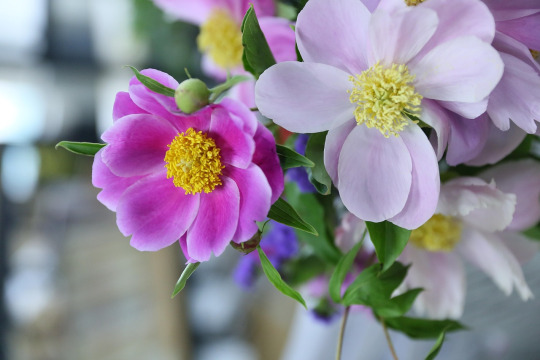 peony bouquet pink